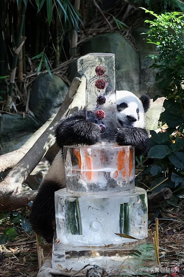 国外的大熊猫吃水果（大熊猫叻叻将满周岁）