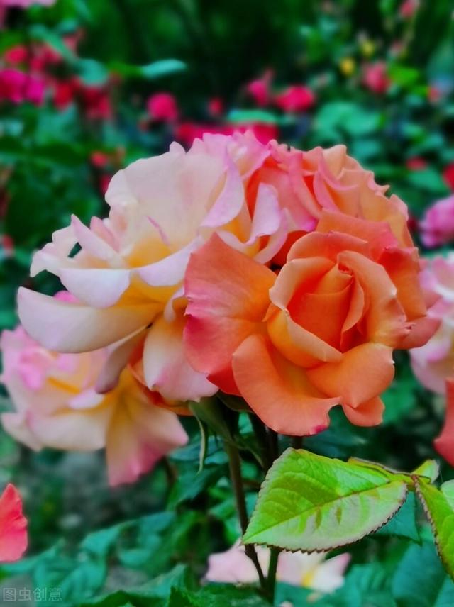 女神节来临送你可爱的一朵玫瑰花（花美三八女神节）(12)