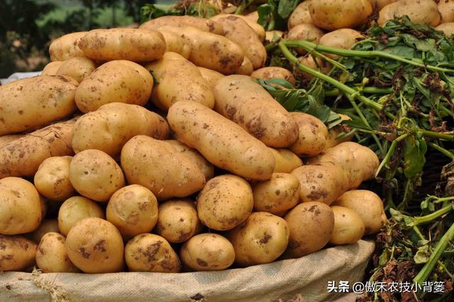 新品种马铃薯种植技术（种植马铃薯只要抓好这几点）(12)