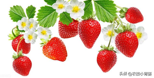 怎样让草莓花芽连续生长（草莓花芽分化有规律）