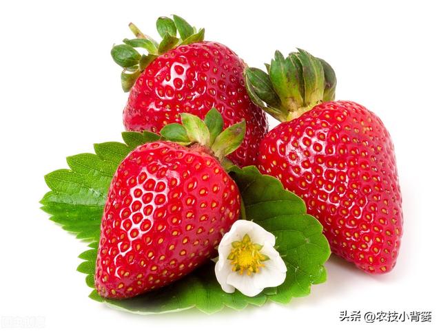 怎样让草莓花芽连续生长（草莓花芽分化有规律）(1)