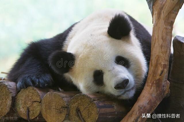 大熊猫有无冬眠的属性（大熊猫是冬眠的动物吗）(4)
