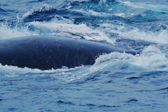 鲸鱼是不是鱼雷（大型鲸鱼会不会被误认为是潜艇）(4)