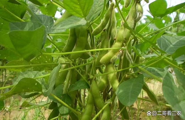 黄豆种植的防虫管理技术（黄豆栽培技术科学防治措施）(7)