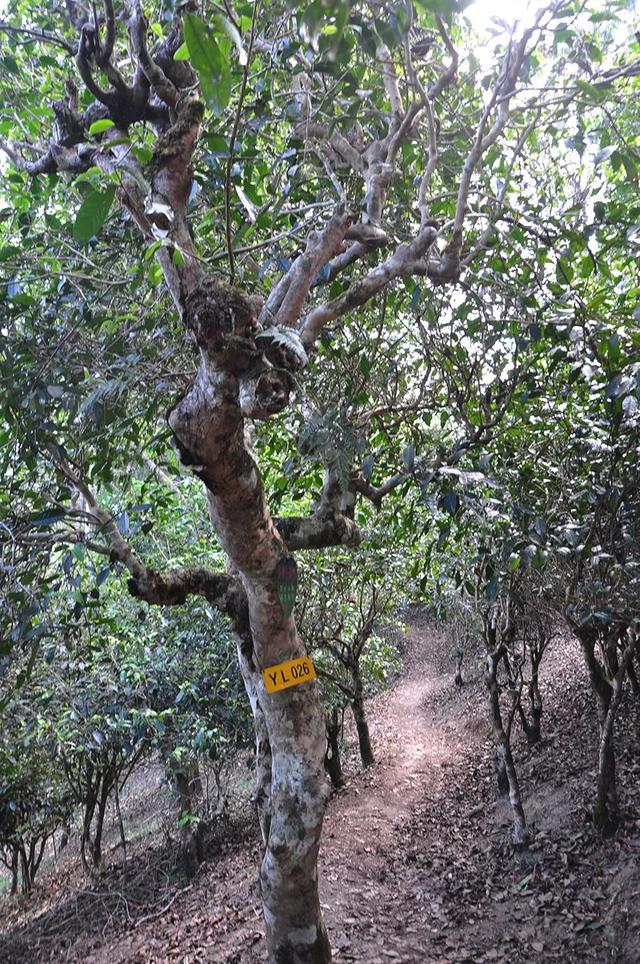 基诺族古茶树（基诺族守护的茶叶森林）(5)