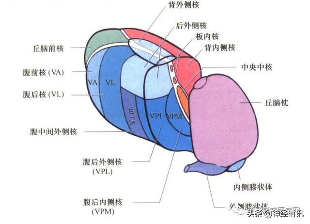 丘脑解剖结构图及功能（丘脑的解剖生理功能）