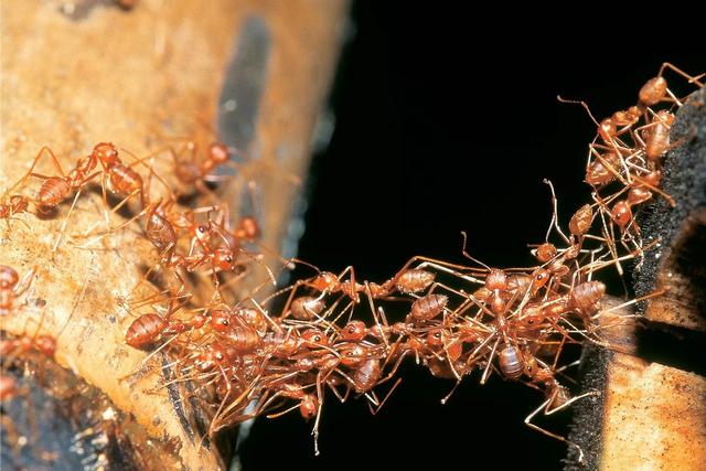 黑蚂蚁一窝几个蚁后（澳洲连蚂蚁都是狠角色）(11)