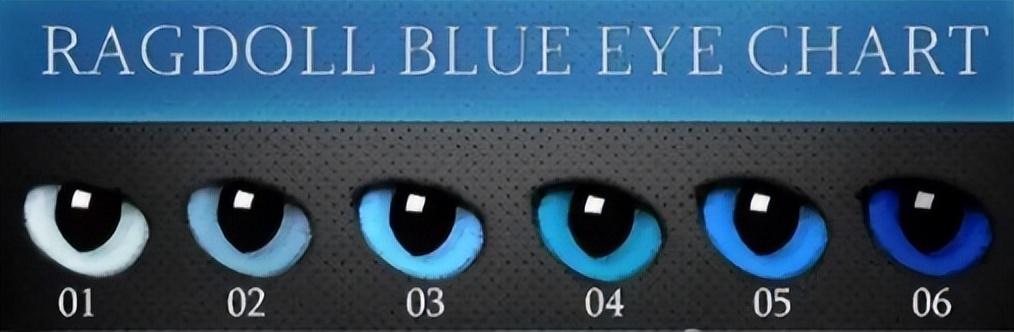 布偶猫眼睛为什么是黄色的 布偶猫眼睛浅蓝色是不纯吗(2)