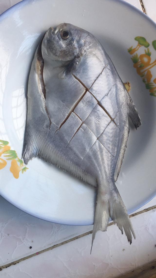黑鲳鱼和白鲳鱼的营养区别（海鲳鱼与河鲳鱼有啥区别）(4)
