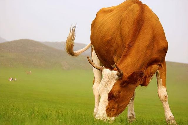 牛病毒性腹泻最可能出现什么症状（牛病毒性腹泻的症状和治疗方法）(1)