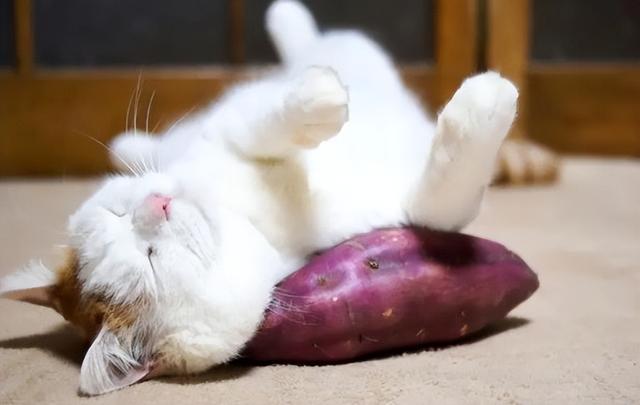 猫咪要吃什么才可以保证营养（猫咪必喂的食物有哪些）(3)