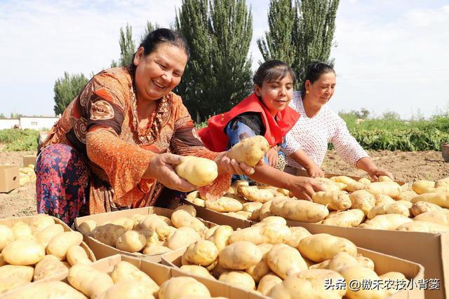 新品种马铃薯种植技术（种植马铃薯只要抓好这几点）(4)
