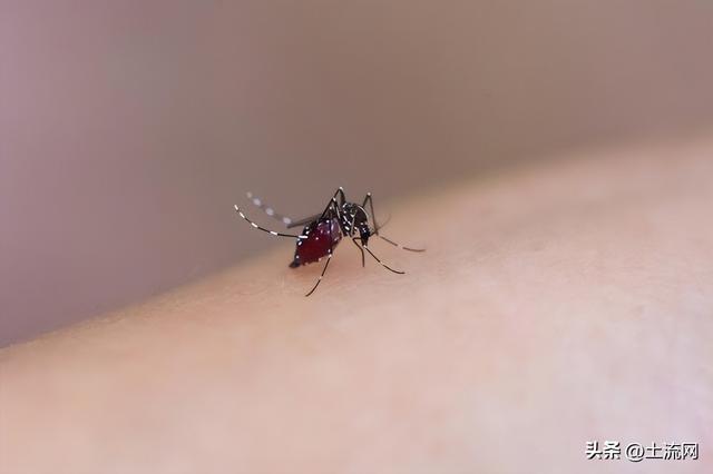蚊子咬了为什么是小红点（蚊子带编号38系谣言）(2)