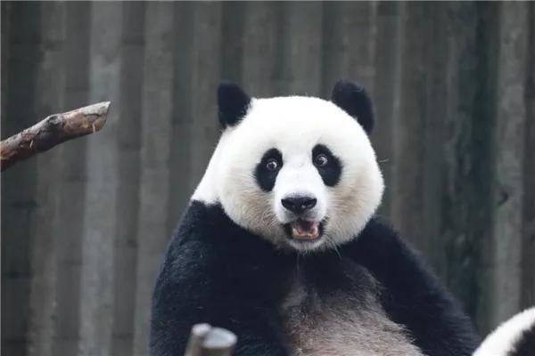 大熊猫（国宝大熊猫）(2)