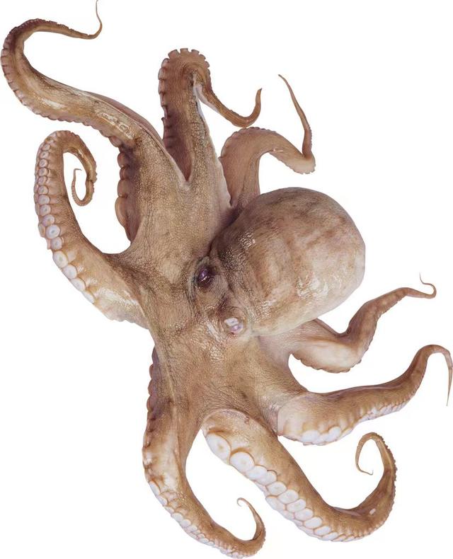 章鱼是一种神秘的海洋动物（海洋中智慧能力超群的一种软体生物）(3)