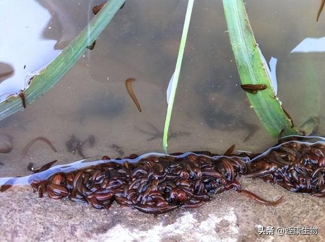 水蛭养殖中如何调水和水体消毒（水蛭幼苗下水有哪些注意事项）(3)