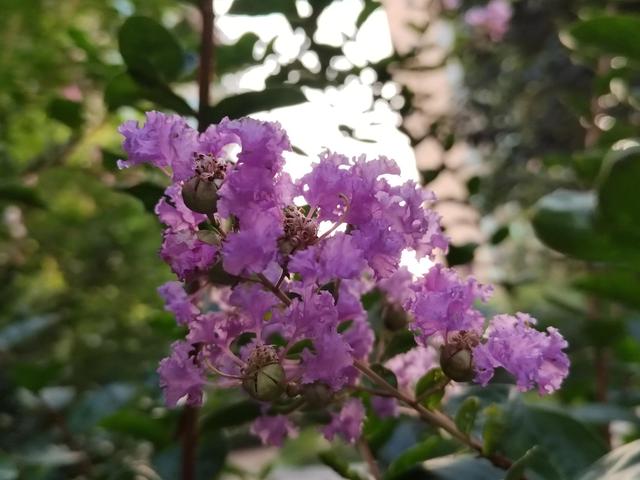 绚烂开放的紫薇花（清晨的紫薇花）(5)