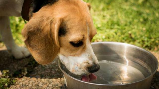 狗狗鼻子特别湿怎么回事（为什么狗狗的鼻子是湿的以及狗鼻子干燥该怎么办）(2)