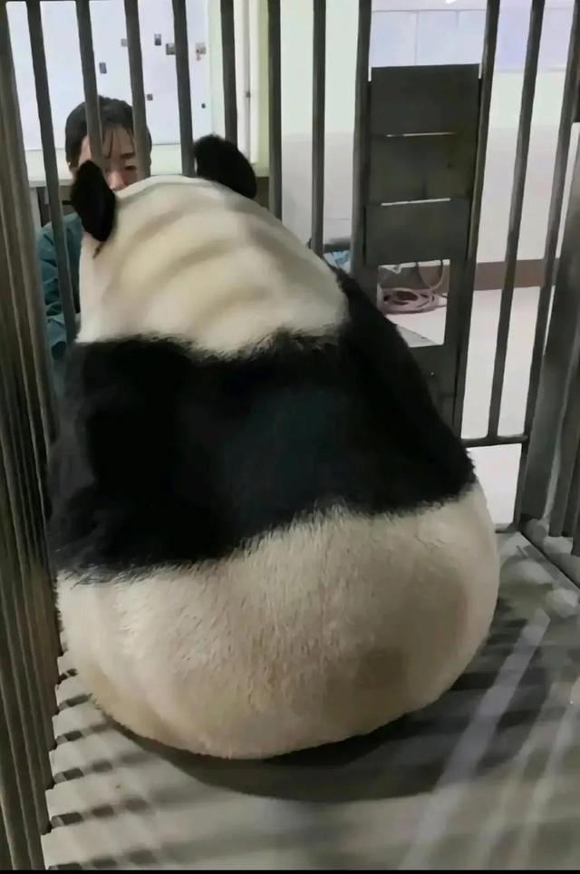 网红熊猫有哪些（熊猫界顶流网红大比拼）(9)