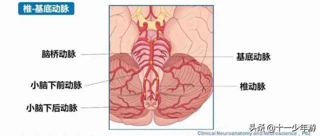 脑血管解剖结构图（概述和血管解剖）(25)
