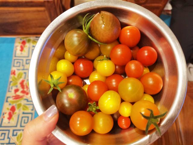 简易番茄无土栽培的种植方法（家庭种菜之小番茄的）(14)