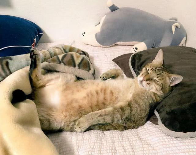 猫咪为啥喜欢和人一起睡（猫咪喜欢上床睡觉）(2)
