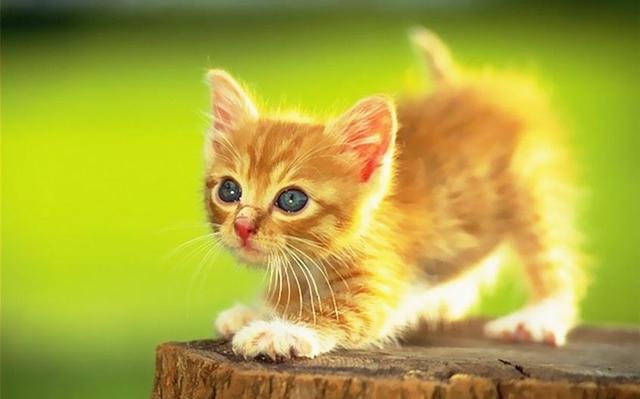 你见过最萌的猫是什么猫（你见过最可爱的猫咪是什么样子的）(1)