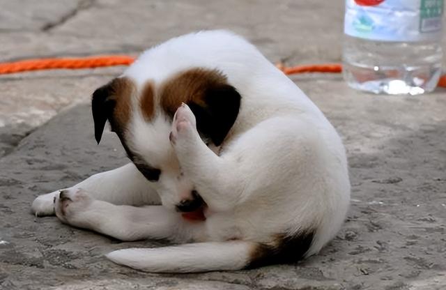 狗狗老是舔排尿处要怎么处理（狗狗舔尿道口的几个原因）(3)