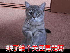 养银渐层的猫要注意什么（养银渐层后特别累）(9)
