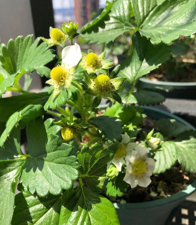 草莓早春种植时间和方法（种植草莓的时间到了）(5)