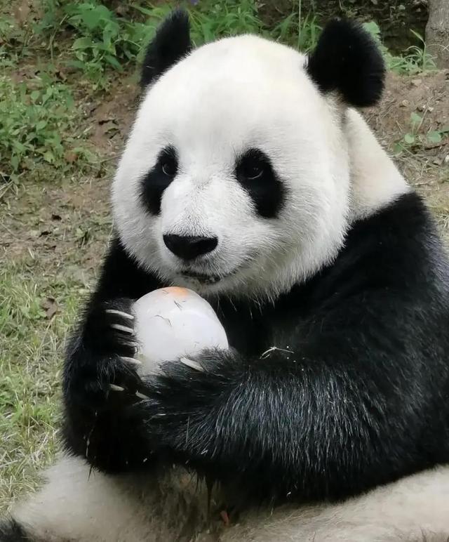 网红熊猫有哪些（熊猫界顶流网红大比拼）(7)
