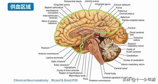 脑血管解剖结构图（概述和血管解剖）(14)