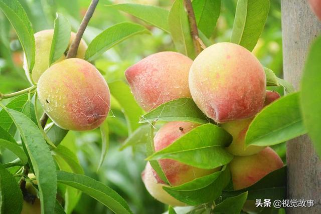 摘桃子摘哪个位置的比较好吃（山村桃子挂满枝）(1)