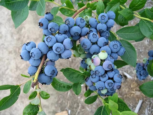 北方种植什么蓝莓口感最好（蓝莓好吃却太贵）(8)