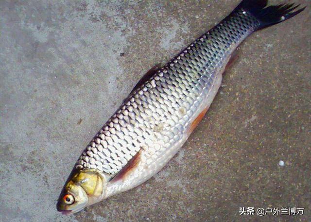 国内禁止饲养的观赏鱼类（以下这些鱼类明令禁止放流）(5)