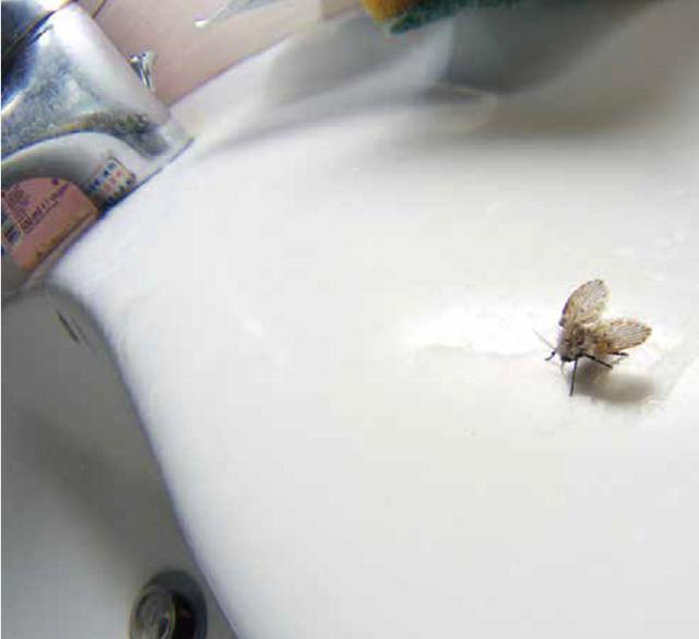 卫生间里的小飞虫哪里来的（卫生间的小飞虫到底是啥）(7)