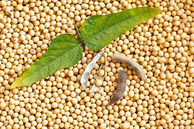 黄豆种植的防虫管理技术（黄豆栽培技术科学防治措施）(4)