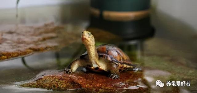 养龟能用自来水么（这样的水质标准）(2)