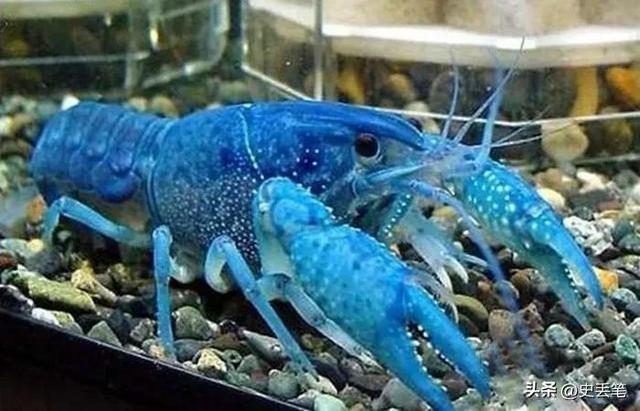 波士顿龙虾神奇物种（他进口2吨海鲜意外发现1只蓝色龙虾）(7)