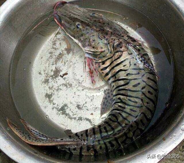最贵的野生淡水鱼（广东一男子野钓的意外收获）(2)