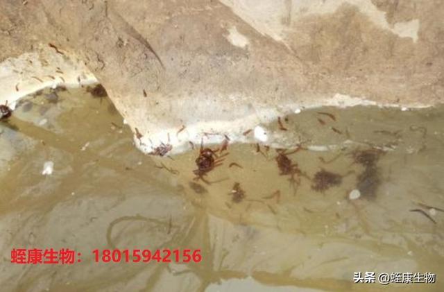 水蛭养殖中如何调水和水体消毒（水蛭幼苗下水有哪些注意事项）(2)