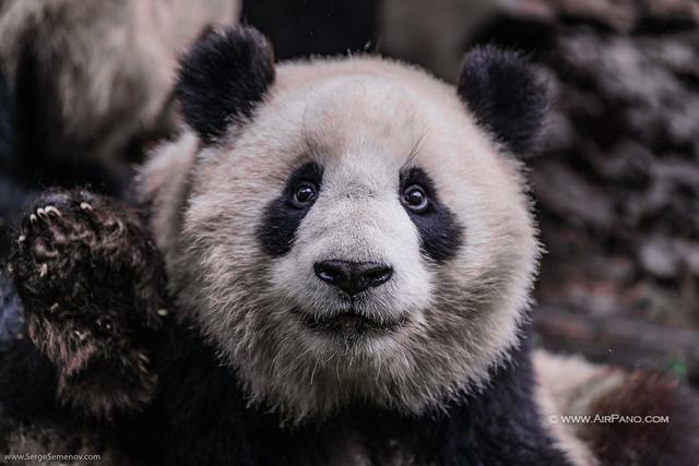 四川野生大熊猫生活在什么地方（四川有个濒危物种）(1)