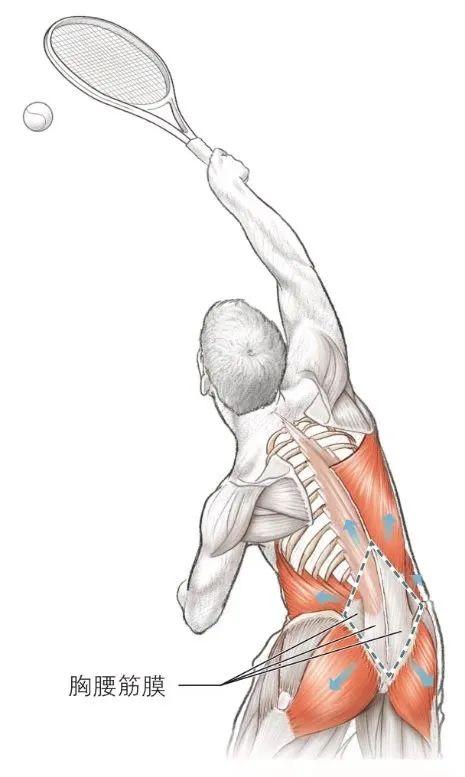 竖脊肌王牌动作（脊地小课堂I一组动作让你的肢体告别僵硬）(2)