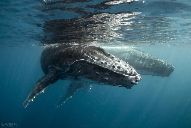 世界之最大的蓝鲸（如何在海洋之中漫游）