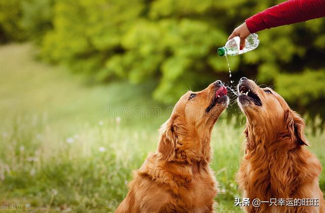 狗狗不喝水怎么处理（狗狗不爱喝水怎么办）(1)