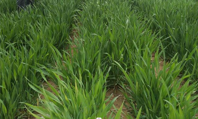 春季小麦追肥用什么肥料好（小麦追肥方法与注意事项）(1)
