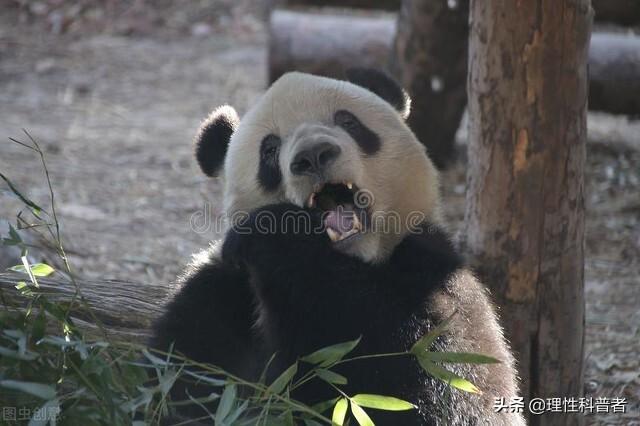 大熊猫有无冬眠的属性（大熊猫是冬眠的动物吗）(2)