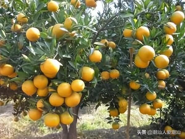 潮汕地区特有的甘草水果（潮汕地区种植的十大水果）(1)