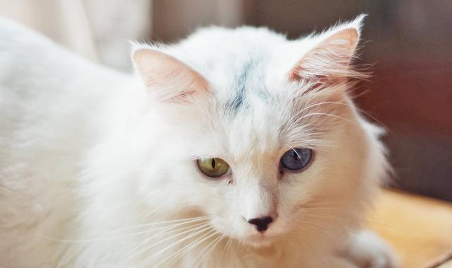 为什么猫咪的眼睛有各种颜色（猫咪的眼睛很迷人）(3)