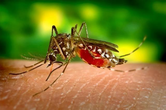 蚊子爱咬哪个血型的人（为何蚊子偏偏咬你）(2)
